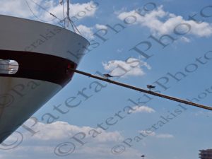 30 ΓΛΑΡΟΙ ΣΤΑ ΣΧΟΙΝΙΑ ΛΙΜΑΝΙ ΠΕΙΡΑΙΑΣ 20-07-2018