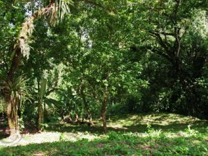 31 ΜΟΝΟΠΑΤΙ ΔΕΝΔΡΑ ΠΟΤΑΜΙ ΓΕΦΥΡΑ PALENQUE ΜΕΞΙΚΟ 17-08-2019