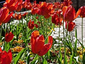 32 ΤΟΥΛΙΠΕΣ LINCOLN ΗΝΩΜΕΝΟ ΒΑΣΙΛΕΙΟ 05-05-2017