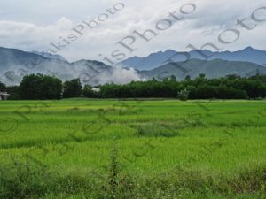 37 ΟΡΥΖΩΝΕΣ ΟΜΙΧΛΗ HOA NINH VΙΕΤΝΑΜ 16-08-2018