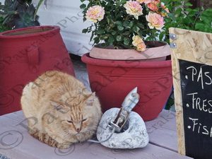 38 ΓΑΤΑ ΚΑΙ MENU ΣΟΥΓΙΑ ΧΑΝΙΑ ΚΡΗΤΗ 06-05-2017