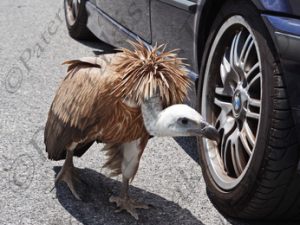 41 ΓΥΠΑΕΤΟΣ ΠΛΑΚΙΑΣ ΡΕΘΥΜΝΟ 15-08-2017
