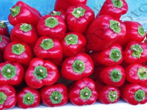 43 ΚΟΚΚΙΝΕΣ ΠΙΠΕΡΙΕΣ ΡΕΘΥΜΝΟ 15-08-2017