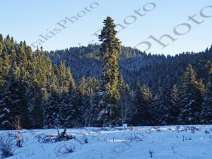 47 ΧΙΟΝΙΑ ΕΛΑΤΑ ΠΕΡΤΟΥΛΙ ΤΡΙΚΑΛΑ 27-12-2018