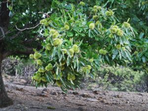 47 ΚΑΣΤΑΝΙΕΣ ΠΡΙΝΕΣ ΧΑΝΙΑ 16-08-2017