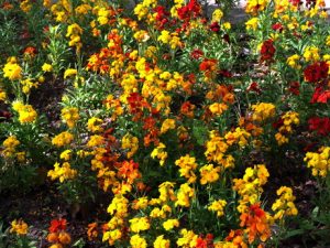 49 ΛΟΥΛΟΥΔΙΑ ΠΑΠΙΕΣ YORK ΗΝΩΜΕΝΟ ΒΑΣΙΛΕΙΟ 30-04-2017