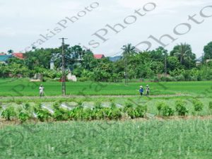 51 ΟΡΥΖΩΝΕΣ HAI DUONG VIETNAM 18-08-2018