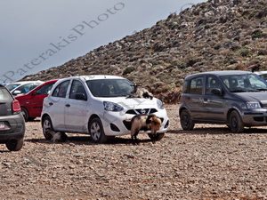 53 ΚΑΤΣΙΚΕΣ ΠΑΝΩ ΣΕ ΑΥΤΟΚΙΝΗΤΟ ΜΠΑΛΟΣ ΚΙΣΣΑΜΟΣ 08-05-2017