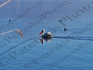 55 ΑΡΓΥΡΟΠΕΛΕΚΑΝΟΣ ΛΑΓΓΟΝΑ ΚΟΡΜΟΡΑΝΟΣ ΠΑΠΙΑ ΛΙΜΝΗ ΚΑΣΤΟΡΙΑ 28_30-12-2018