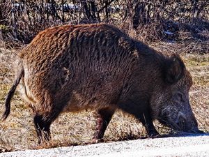 57 ΓΟΥΡΟΥΝΙΑ ΒΑΤΟΧΩΡΙ ΦΛΩΡΙΝΑ 28-12-2018