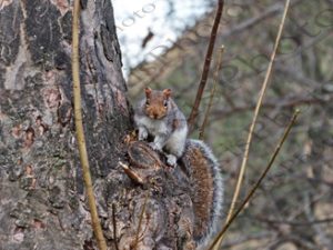 58 ΣΚΙΟΥΡΟΣ HOLYROOD PARK EDINBURGH ΗΝΩΜΕΝΟ ΒΑΣΙΛΕΙΟ 21-12-2017