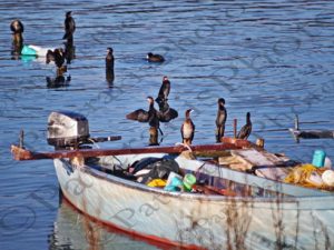 64 ΚΟΡΜΟΡΑΝΟΣ ΛΑΓΓΟΝΑ ΨΑΡΑΔΕΣ ΛΙΜΝΗ ΠΡΕΣΠΕΣ ΦΛΩΡΙΝΑ 29-12-2018