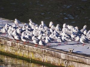 65 ΓΛΑΡΟΙ ΨΑΡΑΔΕΣ ΛΙΜΝΗ ΠΡΕΣΠΕΣ ΦΛΩΡΙΝΑ 29-12-2018