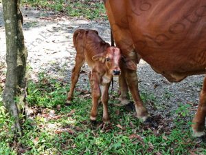72 ΜΟΣΧΑΡΙ ΑΓΕΛΑΔΑ TAM COC VIETNAM 20-08-2018