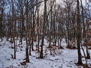 72 ΝΥΜΦΑΙΟ ΦΛΩΡΙΝΑ 29-12-2018