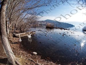 78 ΚΥΚΝΟΙ ΛΙΜΝΗ ΚΑΣΤΟΡΙΑ 30-12-2018