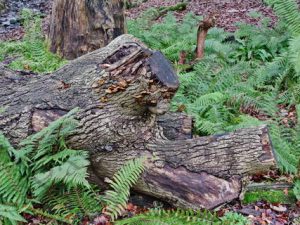 81 ΚΟΡΜΟΙ ΔΕΝΤΡΑ ΛΙΜΝΗ ROUNDHAY CASTLE ROUNDHAY PARK LEEDS ΗΝΩΜΕΝΟ ΒΑΣΙΛΕΙΟ 30-12-2018