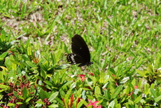 83 ΠΕΤΑΛΟΥΔΑ LUANG PRABANG LAOS 21-08-2018