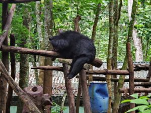 99 ΑΡΚΟΥΔΑ KUANG SI LAOS 22-08-2018