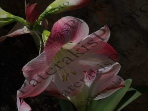 01 ΑΜΑΡΥΛΛΙΣ ΤΡΙΑΝΤΑΦΥΛΛΑ ΣΚΥΛΑΚΙΑ 02-05-2016