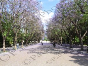 01 ΔΕΝΤΡΑ ΖΑΠΠΕΙΟ 04-06-2015