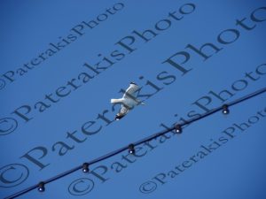 01 ΓΛΑΡΟΙ ΒΡΑΧΙΑ ΨΑΡΟΚΑΙΚΑ ΕΡΕΤΡΙΑ ΚΥΜΗ ΑΓ.ΑΠΟΣΤΟΛΟΙ ΕΥΒΟΙΑ 02-07-2016