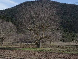 03 ΑΡΒΑΝΙΤΣΑ ΕΛΙΚΩΝΑΣ ΒΟΙΩΤΙΑΣ 09-01-2016