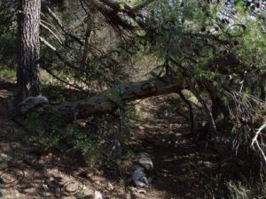 02 ΒΕΛΑΝΙΔΙΕΣ ΔΑΣΟΣ ΠΑΡΝΗΘΑΣ 06-11-2016