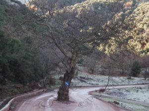 03 ΔΑΣΟΣ ΓΡΑΒΙΑ ΟΙΝΟΧΩΡΗ ΦΘΟΙΩΤΙΔΑ 10-12-2016