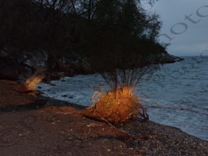 04 ΛΙΜΝΙΩΝΑΣ ΑΤΤΙΚΗΣ 17-01-2016