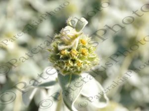 04 ΣΑΛΑΜΙΝΑ 20-02-2016