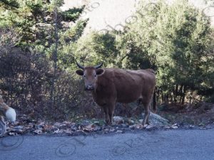 05 ΑΓΕΛΑΔΕΣ ΣΤΡΟΜΗ ΔΑΦΝΗ ΜΟΥΣΟΥΝΙΤΣΑ ΑΘ ΔΙΑΚΟΣ ΦΩΚΙΔΑ 10_11-12-2016