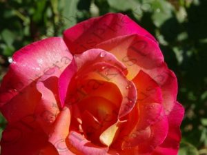 06 ΛΟΥΛΟΥΔΙΑ ΙΠΠΟΚΡΑΤΕΙΟΣ ΠΟΛΙΤΕΙΑ 21-06-2015