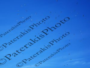 06 ΣΜΗΝΟΣ ΠΟΥΛΙΩΝ ΛΙΜΝΗ ΜΑΡΑΘΩΝΟΣ 13-11-2016