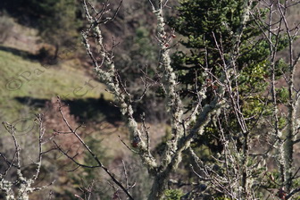 07 ΔΑΦΝΗ ΜΟΥΣΟΥΝΙΤΣΑ ΦΩΚΙΔΑ 10-12-2016