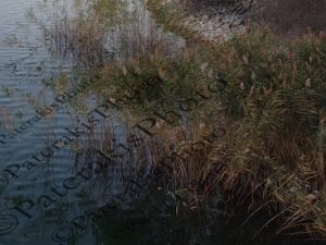 07 ΛΙΜΝΗ ΜΑΡΑΘΩΝΟΣ 13-11-2016