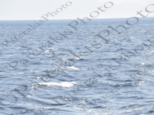 10 ΔΕΛΦΙΝΙ 21-05-2015