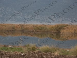 10 ΚΑΛΑΜΙΩΝΕΣ ΠΑΡΑΛΙΜΝΗ ΜΟΥΡΙΚΙ ΣΚΟΡΠΟΝΕΡΙΑ ΑΓ,ΜΗΝΑΣ 26-12-2015