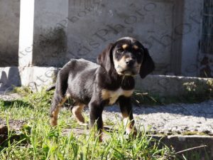 17 ΚΟΥΤΑΒΙΑ ΑΝΩ ΧΩΡΑ ΝΑΥΠΑΚΤΙΑ 11-12-2016