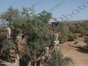 29 ARGAN ΚΑΤΣΙΚΟΔΕΝΔΡΟ ΓΑΙΔΟΥΡΑΚΙ ΠΑΙΔΙ ATLAS OBSCURA ΜΑΡΟΚΟ 19-08-2016