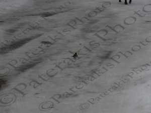 30 ΣΚΥΛΟΣ ΚΟΚΚΙΝΟΛΕΜΗΣ ΧΙΟΝΙΑ ΙΠΠΟΚΡΑΤΕΙΟΣ ΠΟΛΙΤΕΙΑ 31-12-2016