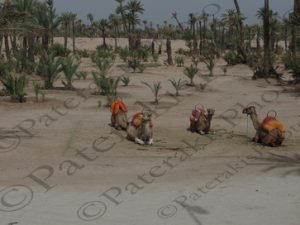 32 ΚΑΜΗΛΕΣ ΠΡΟΒΑΤΑ ΙΠΠΟΙ ΙΠΠΕΙΣ MARRAKESH ΜΑΡΟΚΟ 20-08-2016