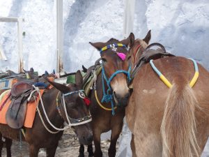 34 ΜΟΥΛΑΡΙΑ ΦΗΡΑ ΣΑΝΤΟΡΙΝΗ 24-05-2016