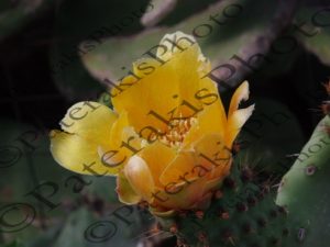 35 ΛΟΥΛΟΥΔΙΑ ΦΡΑΓΚΟΣΥΚΙΑΣ ΣΑΝΤΟΡΙΝΗ 24-05-2016