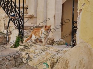 48 ΓΑΤΑ ΚΑΛΥΜΝΟΣ 10-04-2026