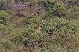 0102 GIRAFFA CAMELOPARDALIS ΚΑΜΗΛΟΠΑΡΔΑΛΗ ΤΡΩΕΙ ΦΥΛΛΑ ΕΘΝΙΚΟ ΠΑΡΚΟ CHOBE ΠΟΤΑΜΙ ZAMBEZI ΜΠΟΤΣΟΥΑΝΑ 01-08-2026