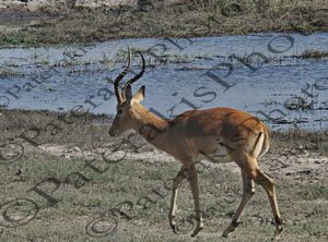 0103 AEPYCEROS MELAMPUS ΙΜΠΑΛΑ ΑΝΤΙΛΟΠΗ ΕΘΝΙΚΟ ΠΑΡΚΟ CHOBE ΠΟΤΑΜΙ ZAMBEZI ΜΠΟΤΣΟΥΑΝΑ 01-08-2026
