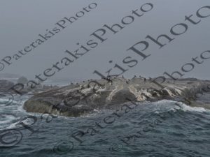 0303 LARUS MARINUS ΜΕΛΑΝΟΓΛΑΡΟΣ PHALACROCORAX CAPENSIS ΚΟΡΜΟΡΑΝΟΣ FUR SEAL ΓΟΥΝΟΦΟΡΑ ΦΩΚΙΑ DUIKER ISLAND HOUTBAY CAPE TOWN Ν ΑΦΡΙΚΗ 03-08-2026