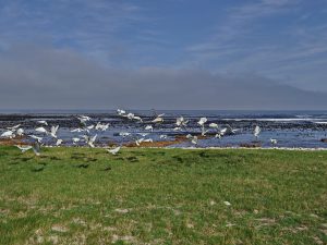 0304 THRESKIONIS AETHIOPICUS ΙΕΡΗ ΙΒΙΔΑ ΚΟΠΑΔΙ ΕΝ ΠΤΗΣΗ CAPE TOWN Ν ΑΦΡΙΚΗ 03-08-2026
