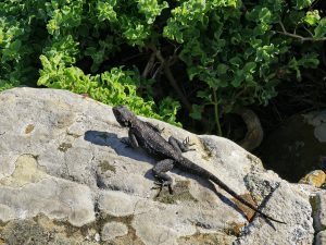 0307 SONKYKER CORDYLUS NIGER ΜΑΥΡΗ ΖΩΝΟΣΑΥΡΑ ΑΚΡΩΤΗΡΙ ΚΑΛΗΣ ΕΛΠΙΔΟΣ CAPE GOOD HOPE CAPE TOWN Ν ΑΦΡΙΚΗ 03-08-2026